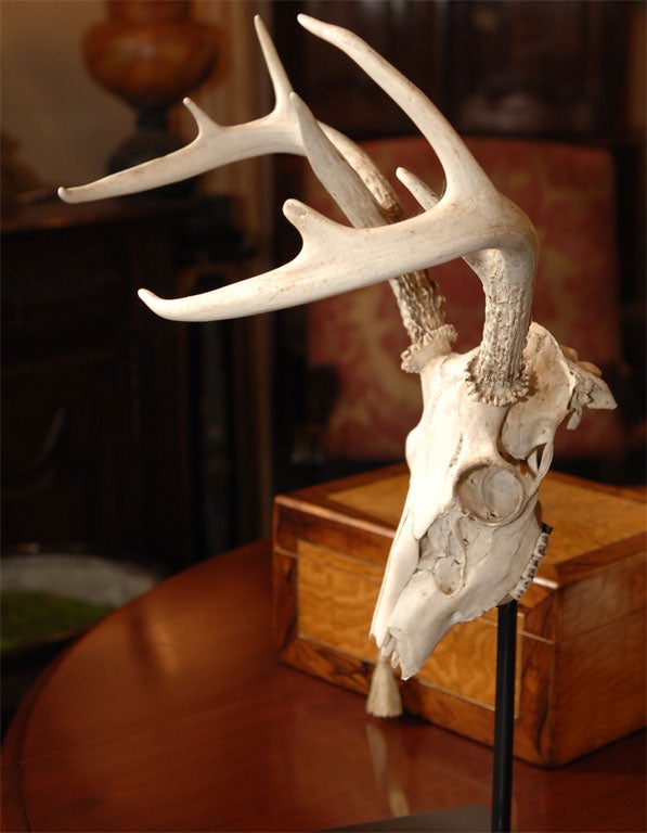 Red Deer Skull and Antlers 5
