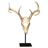 Red Deer Skull and Antlers
