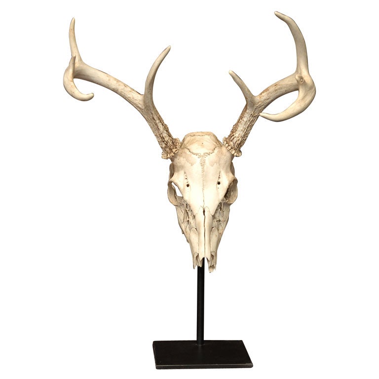 Red Deer Skull and Antlers