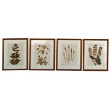 French Pressed Botanicals