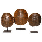 Set of Three Vintage Tortoise Shells on Iron Stands