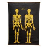 Vintage Skeleton Chart