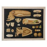 Vintage Squid Educational Plate