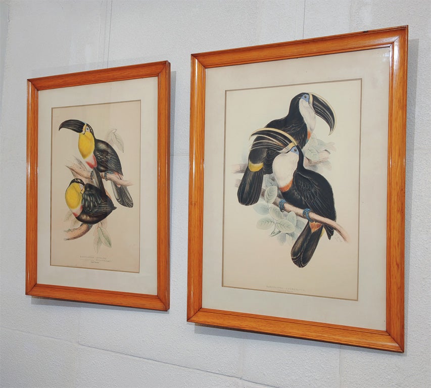 An attractive set of three framed, decorative, colored lithographs depicting Toucans - one pair and one slightly smaller - early twentieth century - France