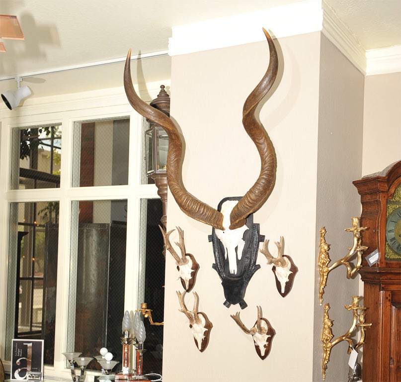A Pair of elongated exotic Kudu antlers with exposed skull plate mounted on a painted, carved shield form plaque inscribed 