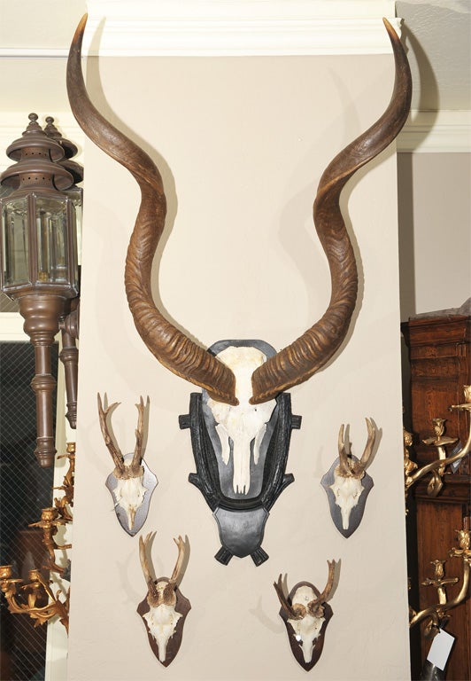 20th Century African Kudu Antler Trophy