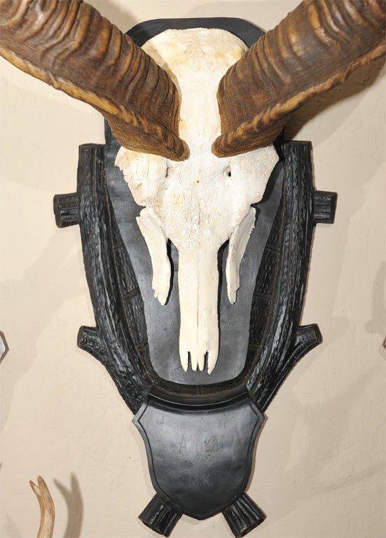 Wood African Kudu Antler Trophy