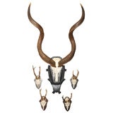 African Kudu Antler Trophy