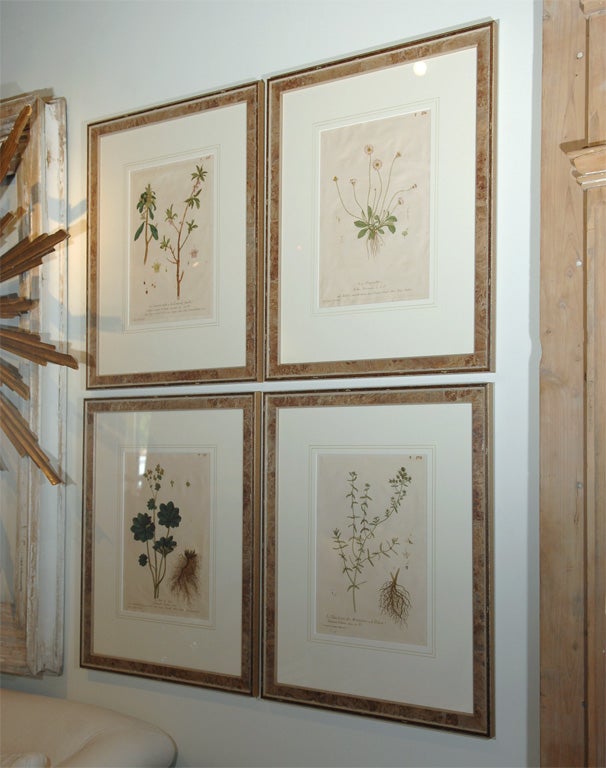 Hand Colored Botanicals