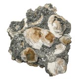 Fossilized Clam Shells on Stand