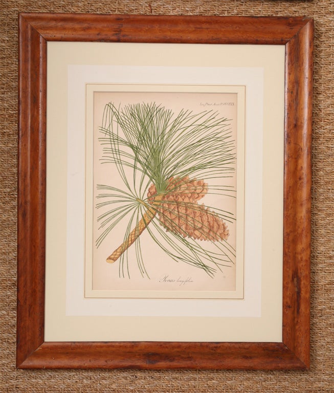 Pair of Antique Engravings of Pine Cones
