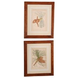 Pair of Antique Engravings of Pine Cones