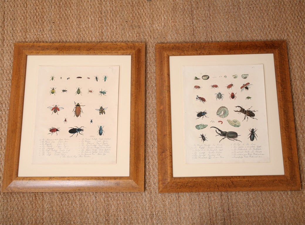 Pair of Antique Lithographs of Insects