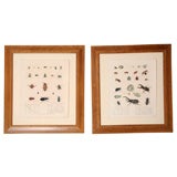 Pair of Antique Lithographs of Insects