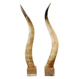 Mounted Steer Horns (Pair)