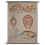 Anatomical Mollusc Chart