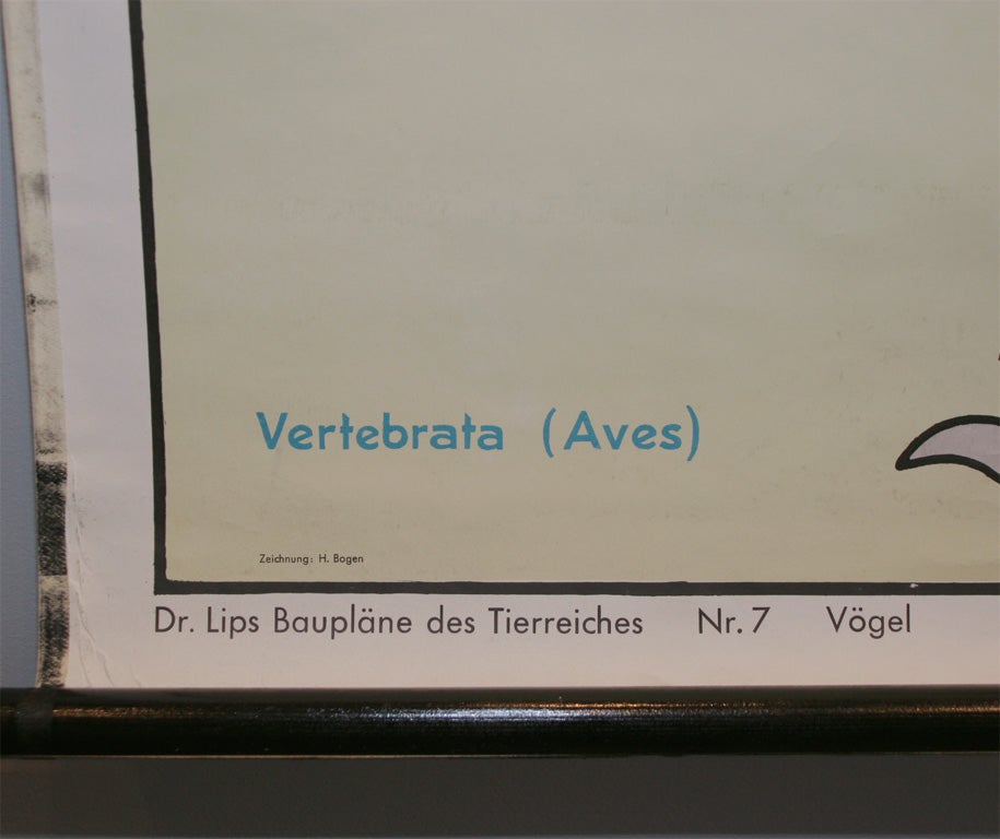 Anatomical Bird Chart