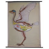 Vintage Anatomical Bird Chart