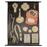 Anatomical Tape Worm Chart