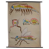 Anatomical Arthropods Chart