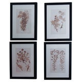 Twelve Viennese Nature Printed Sepia Tone Prints; Circa 1856