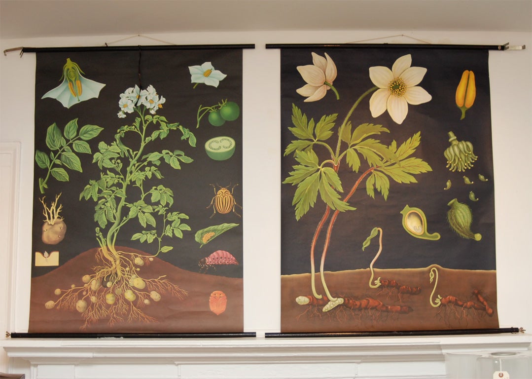 Pair of Botanical Print Charts by Lehrmittel Verlag Hagemann