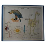 Vintage Anatomy Chart of Vulture in Blue Painted Frame