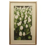 MHG "White Tulips - NYC"