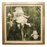 Large Framed Photograph of Irises