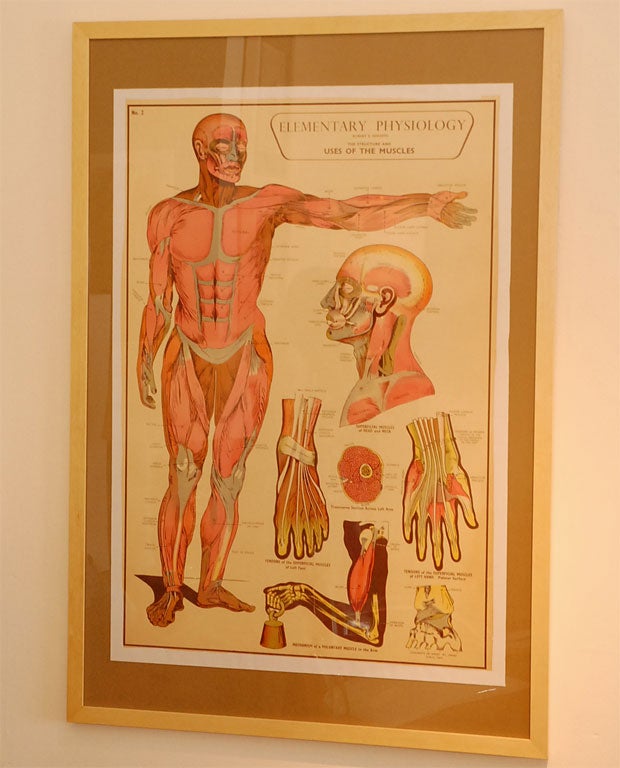 Original Anatomy Chart circa 1960's