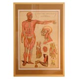 Original Anatomy Chart circa 1960's