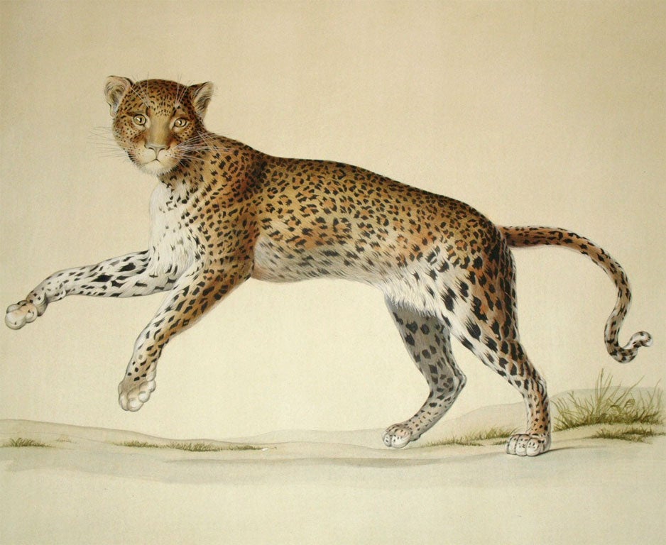 A COPY OF AN ANTIQUE PICTURE OF A LEOPARD EXECUTED ON ARCHE PAPER IN WATERCOLOR.