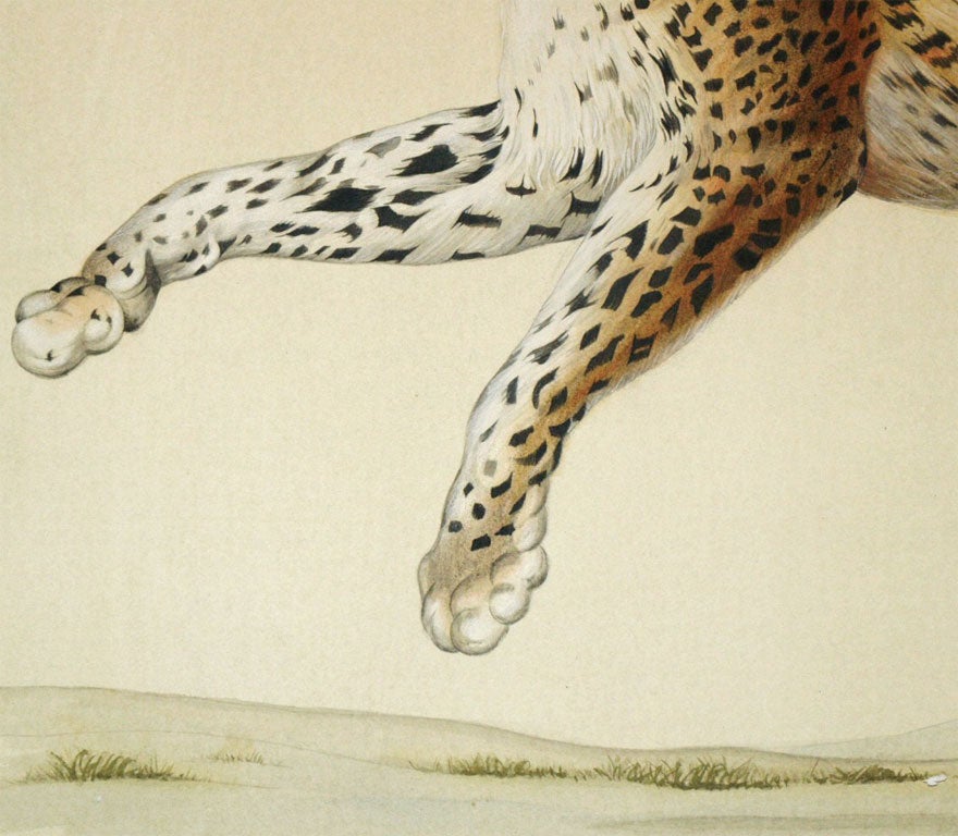 20th Century 8003   A WATERCOLOR OF A LEOPARD