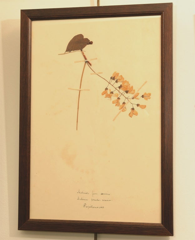 Dried and pressed flowers