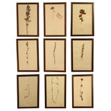 Dried and pressed flowers