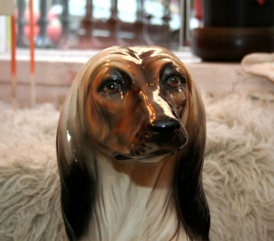 Italian Afghan Hound