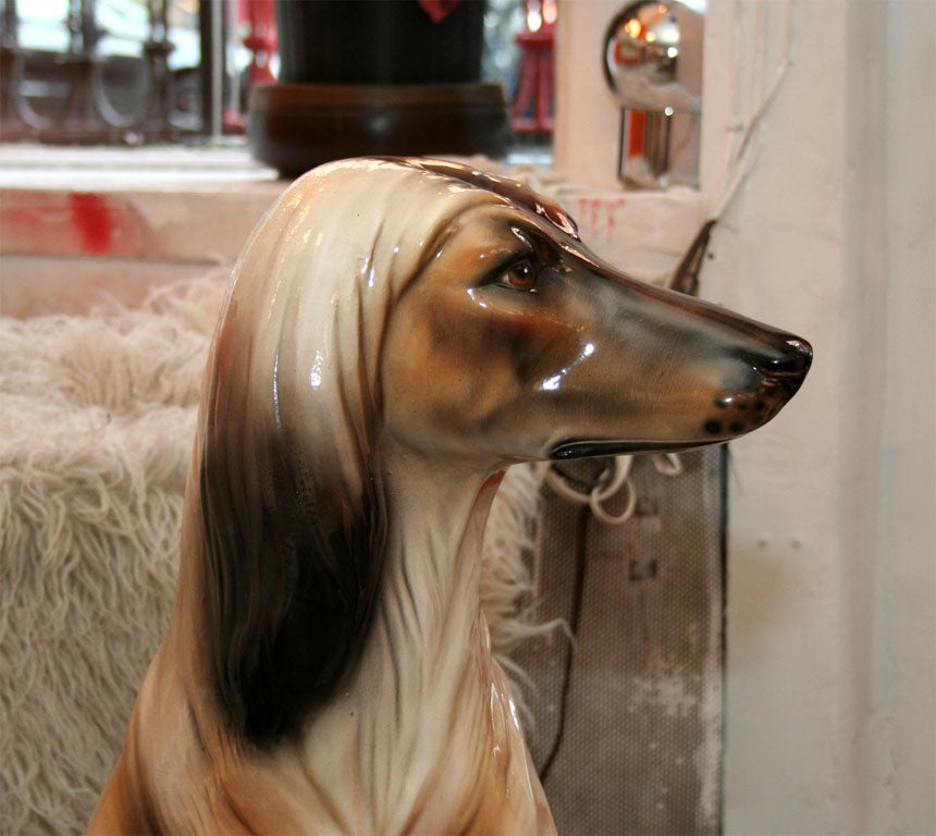 Afghan Hound 1