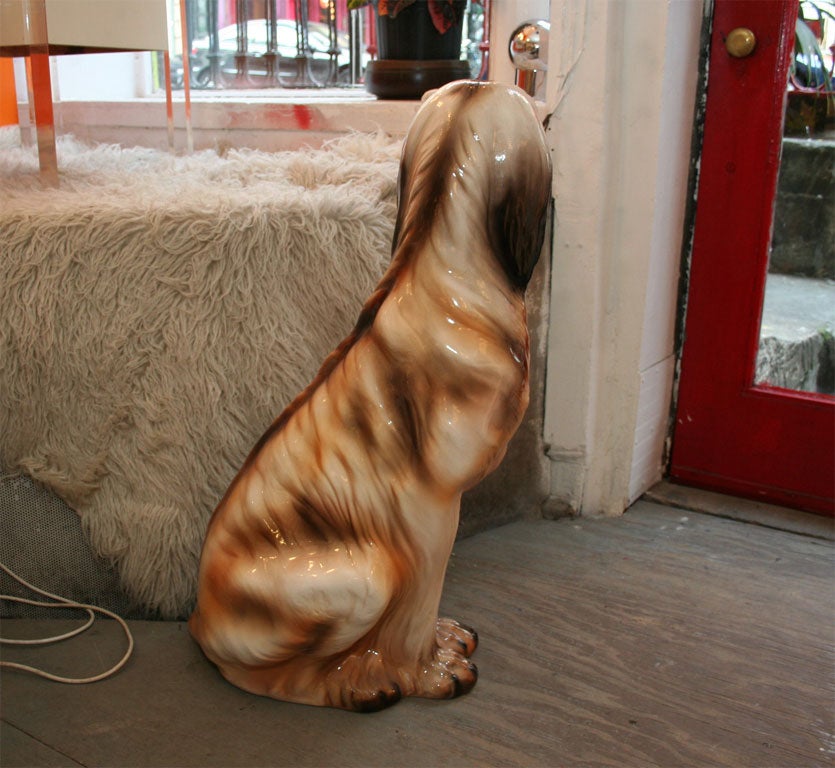 Afghan Hound 2