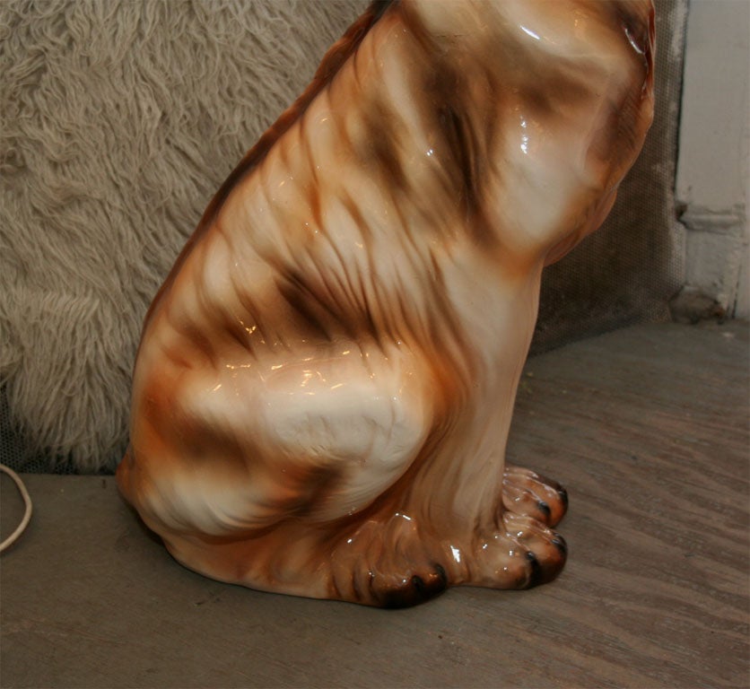 Afghan Hound 3