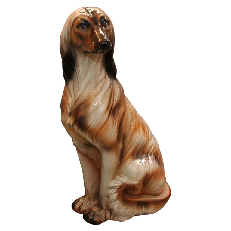 Afghan Hound
