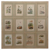Painted Panel with 12 Nature Engravings