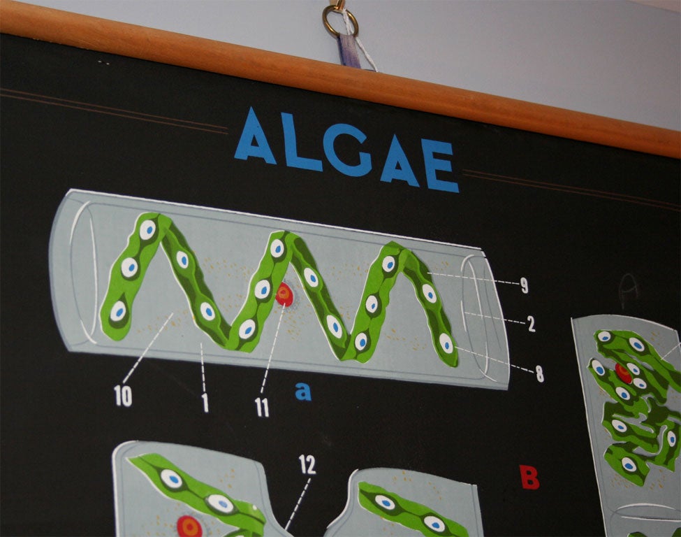 Algae Chart Printed by General Biological Supply House Inc. 1