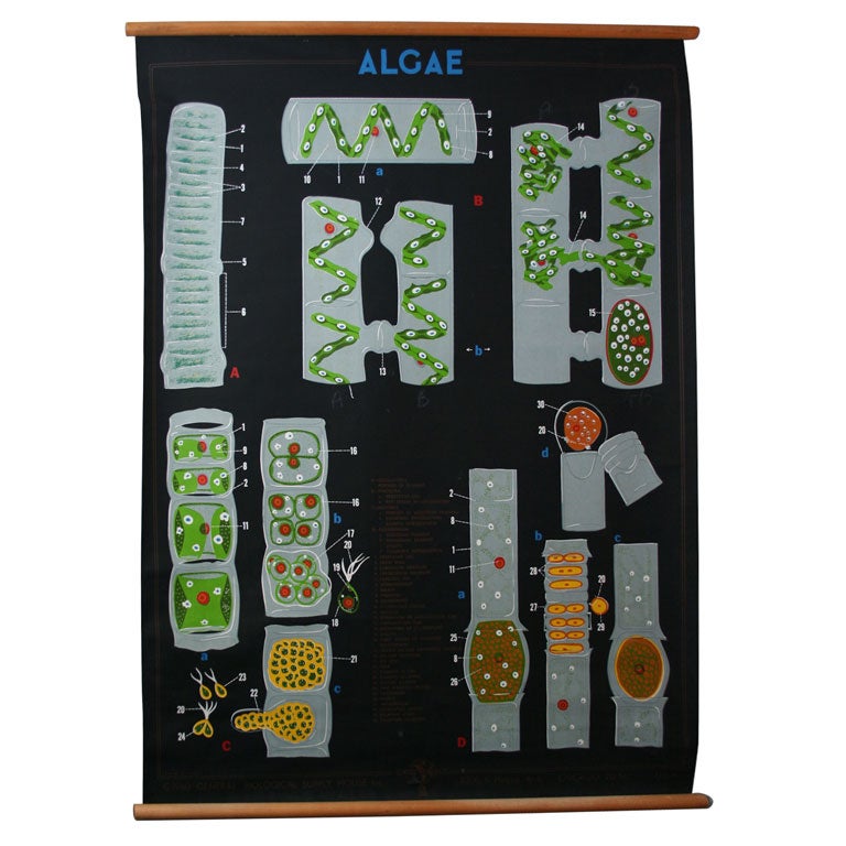Algae Chart Printed by General Biological Supply House Inc.
