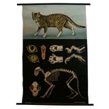 Vintage Cat Chart Printed By Jung-Koch Quentell