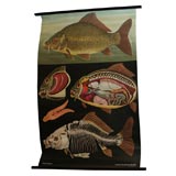 Carp Chart Print  Jung-Koch Quentell