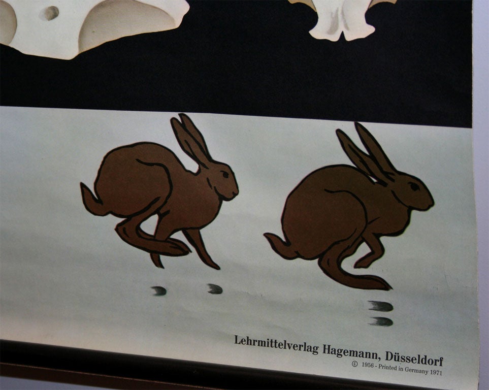 German Rabbit Chart Printed By Jung-Koch Quentell