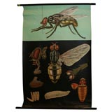 House Fly Chart Printed by Jung-Koch-Quentell