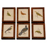 Bird Prints