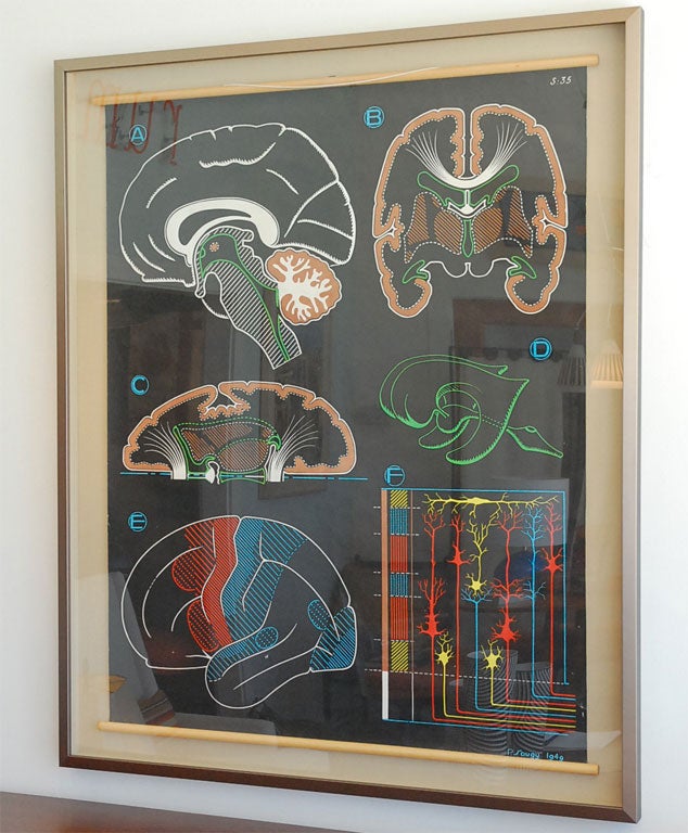 1940's French Anatomical Chart