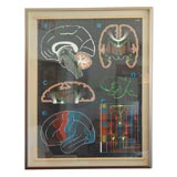 Vintage 1940's French Anatomical Chart